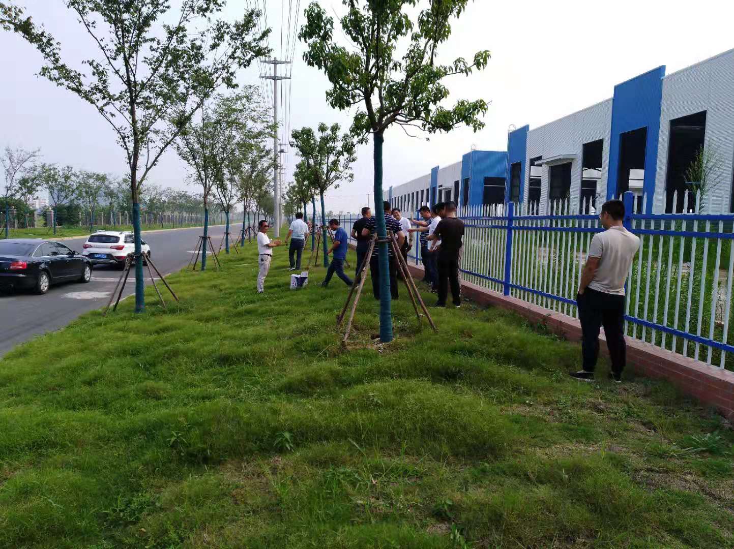 滁州高新區(qū)道路綠化工程1標段